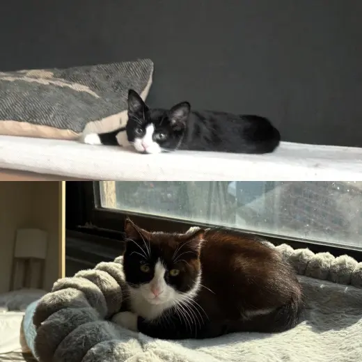 Pinto & Adzuki
