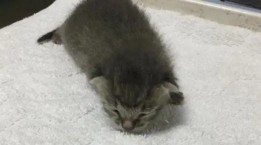 MR TINY