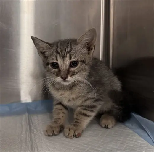 EVEE