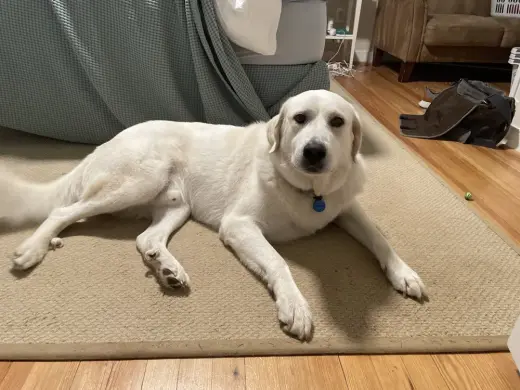 Burrito