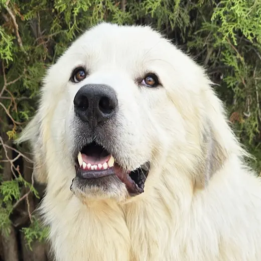 Bodacious Mr Biscuit Bonded Pair GREAT Pyrs