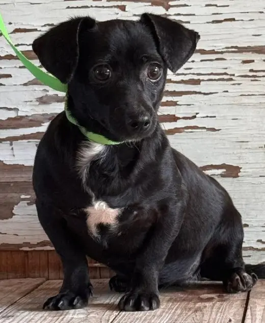 Suri