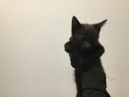MIRA