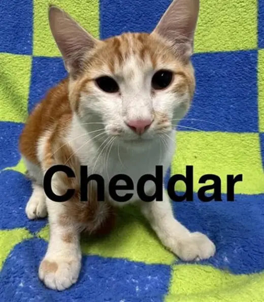 CHEDDAR