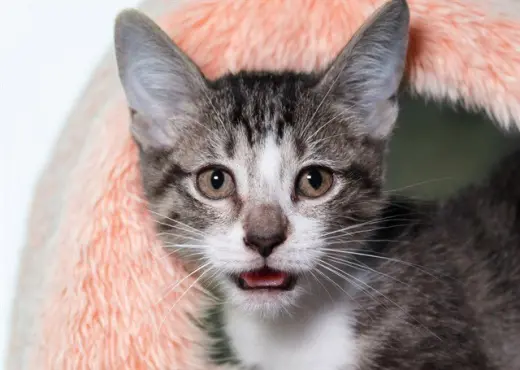 MAE