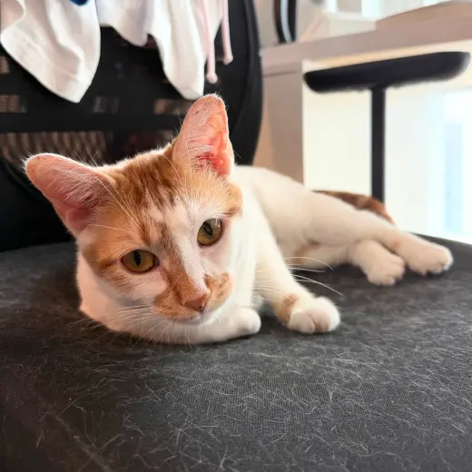 Banjo