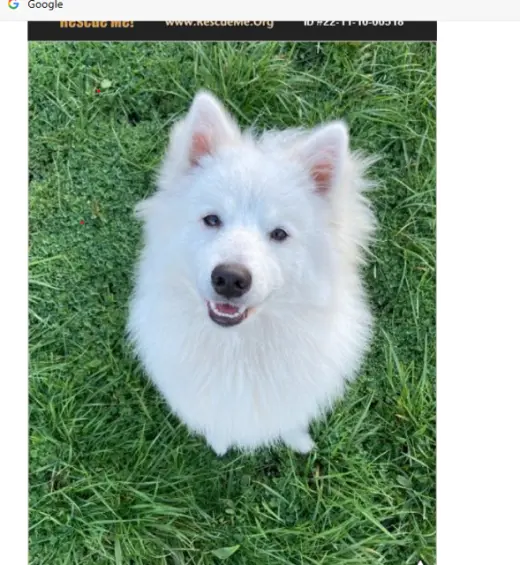 Mishka of Alpharetta, Ga