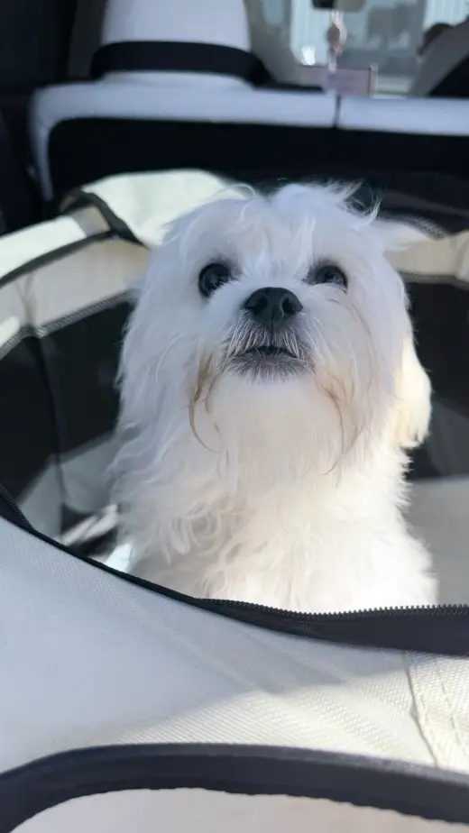 Winston