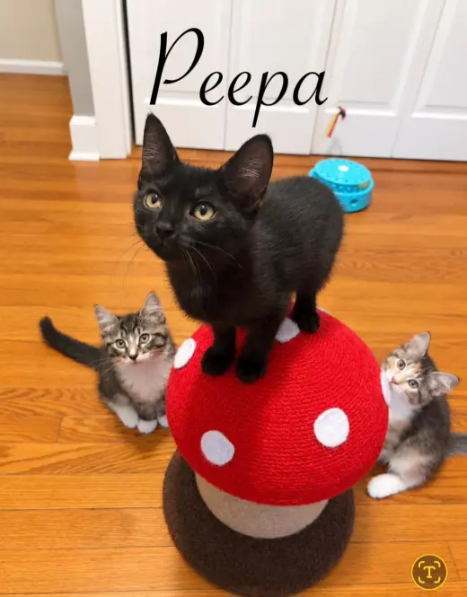 Peppa