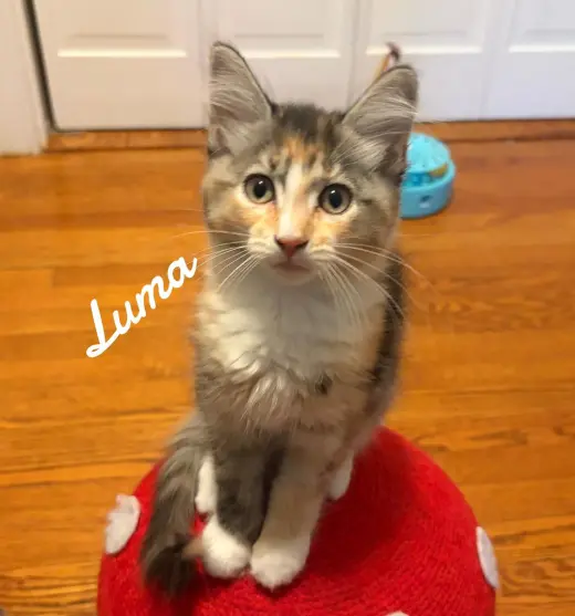 Luma