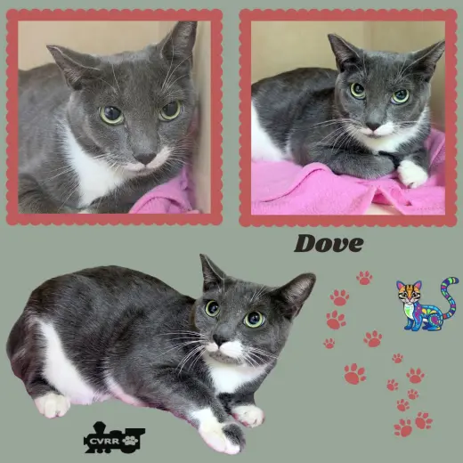 Dove (Cat)