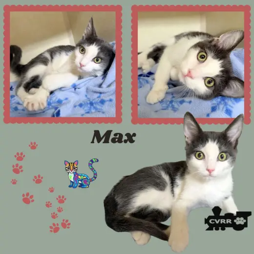 Max (Kittten)