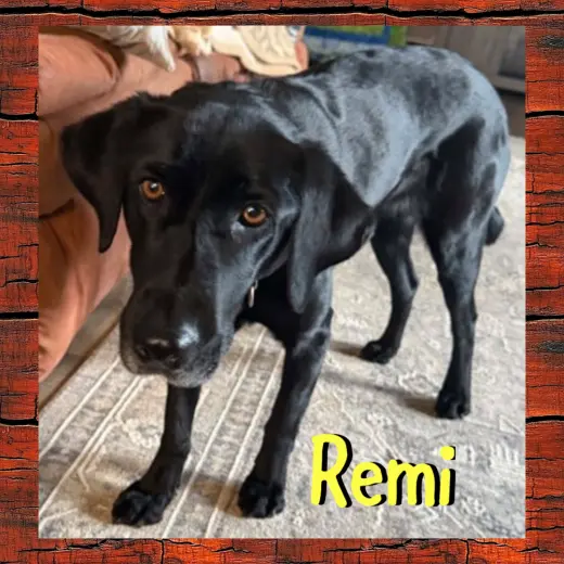 Remi