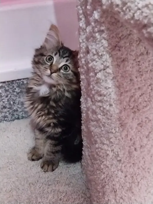 Rachel * IN FOSTER *