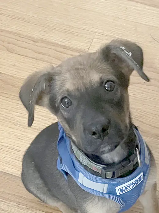 Roo