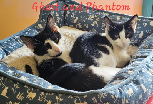 Phantom