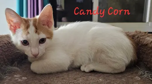 Candy Corn