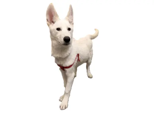 BOLT