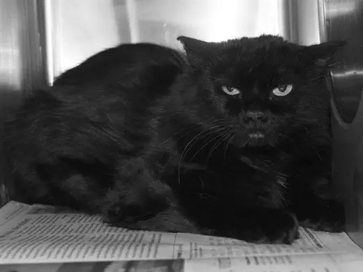 *MAYA (BARN CAT)