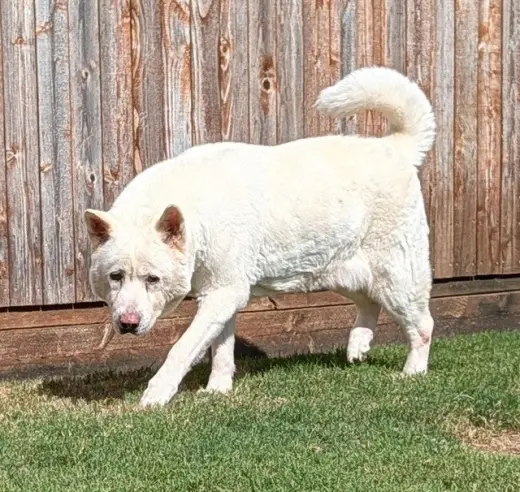 AKIRA