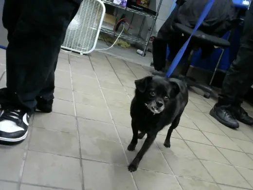 BLACKIE