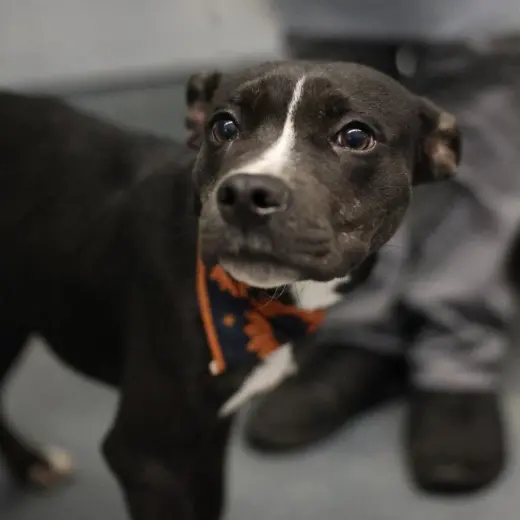 KAHLUA