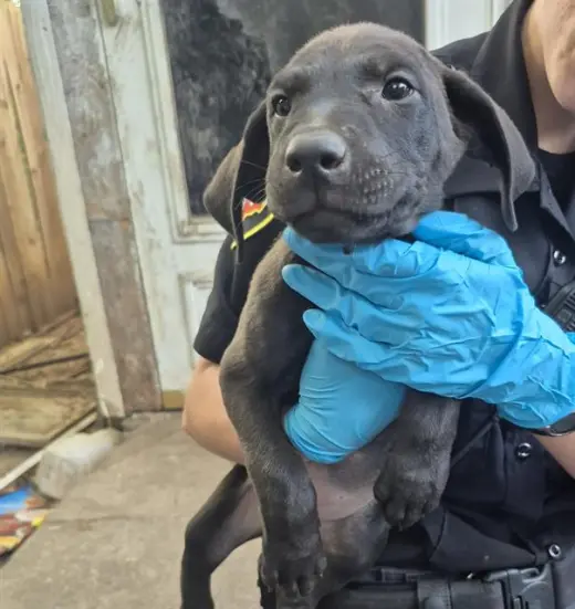 PUPPY 3