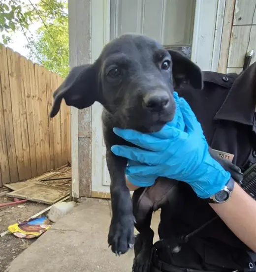 PUPPY 1