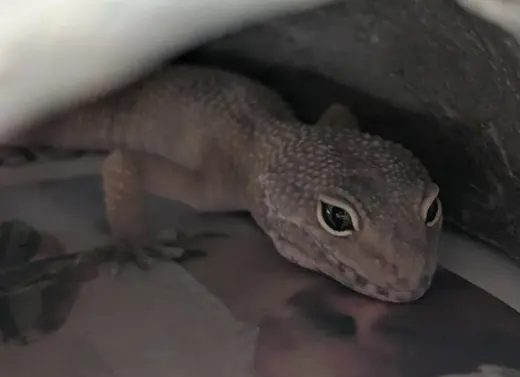GECKLEBERRY FINN