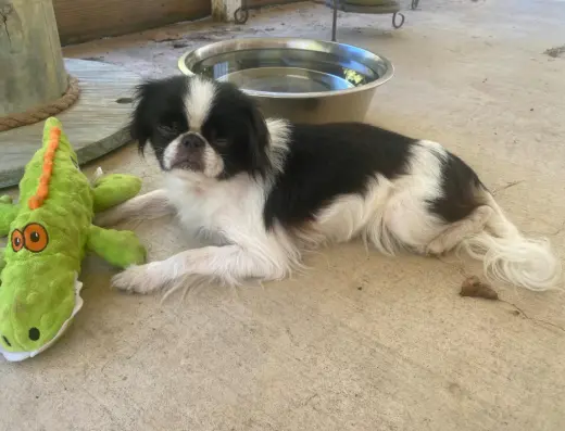 Bitsy in LA