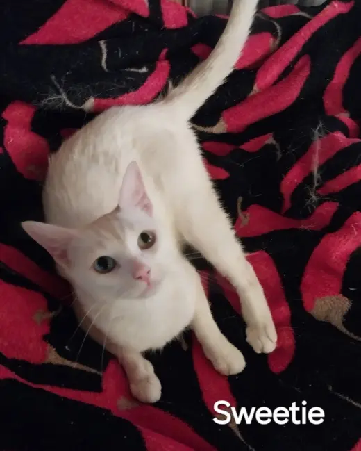 Sweetie