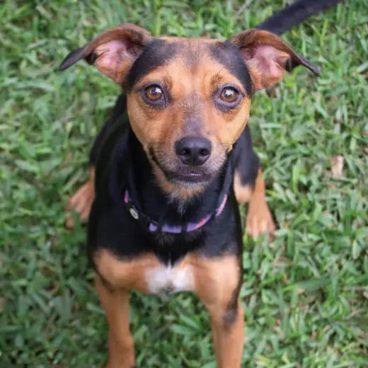 Penelope