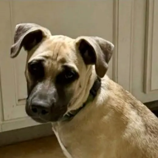 Maggie