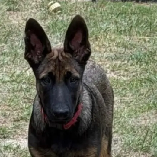 Duke