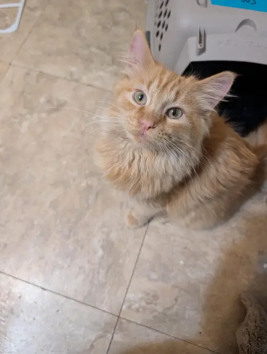 Tigger