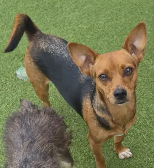 Chiquita
