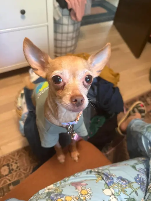 Taco
