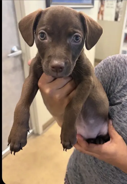 Chocolate