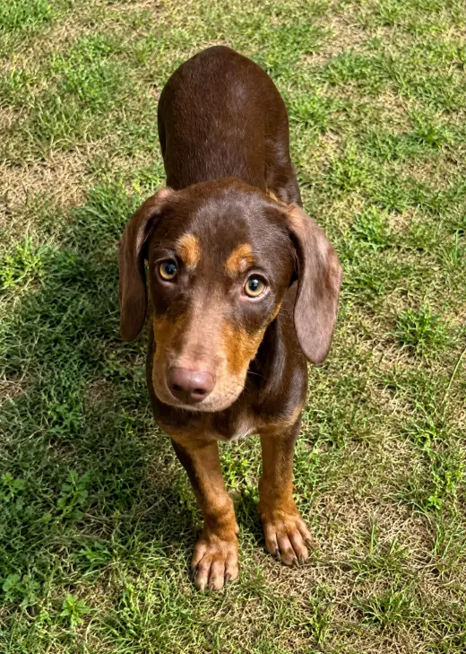 Rusty Roo