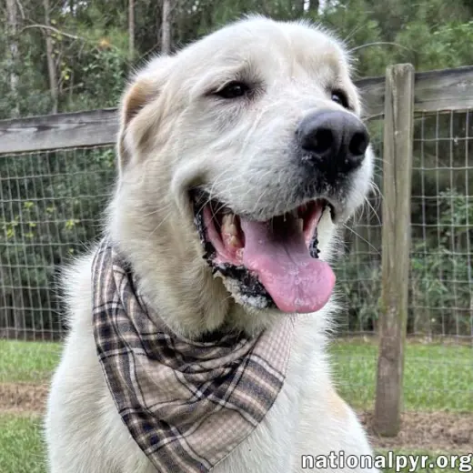 Bear in GA - Snuggly & Easygoing!