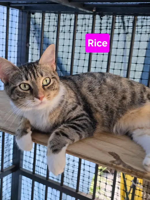 Rice 1yr (AVA 10/14)