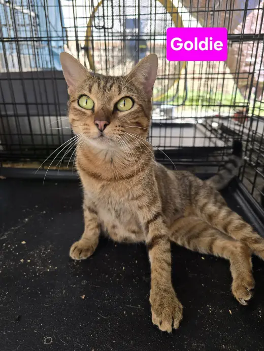 Goldie 11mo (AVA 10/14)