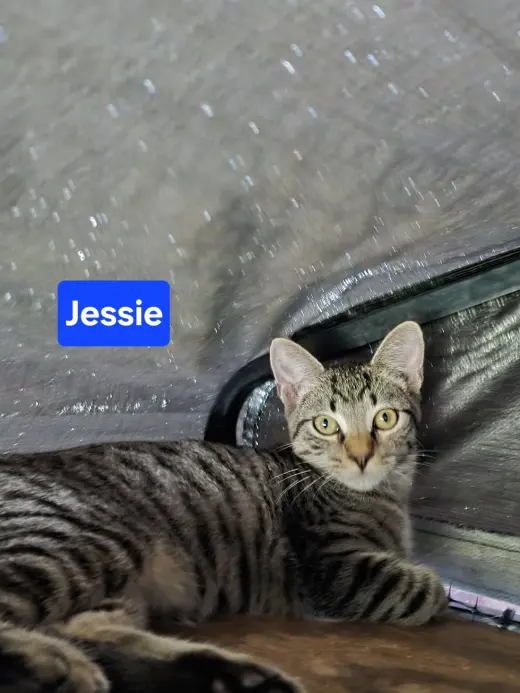 Jessie 6mo (AVA 10/14)