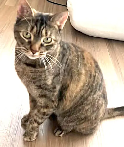 Midori