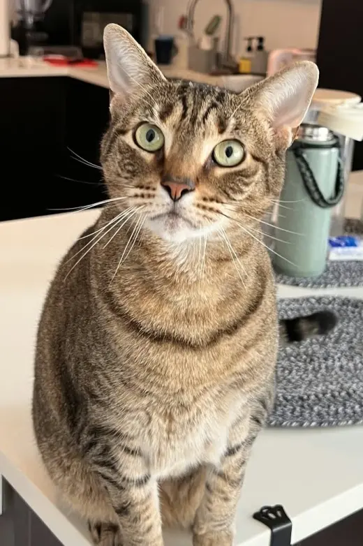 Julep