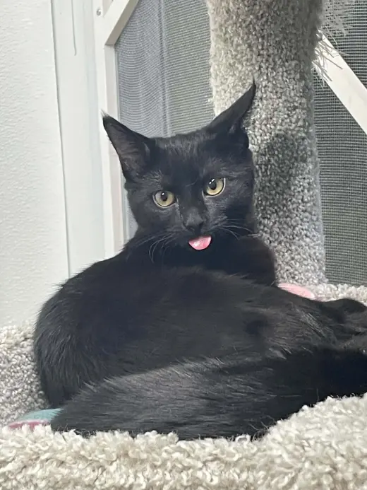Lyra
