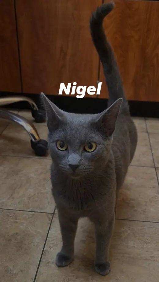Nigel