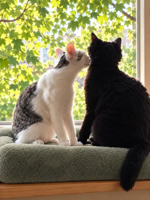 Jon Snow & Pepper #2028 -Offered by Owner - Bonded