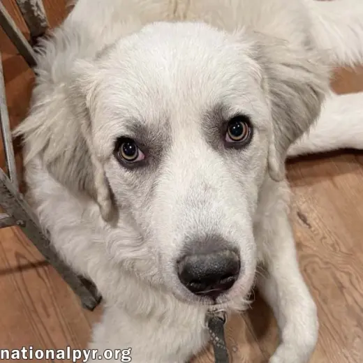 Hayden in GA - Affectionate & Eager To Learn!
