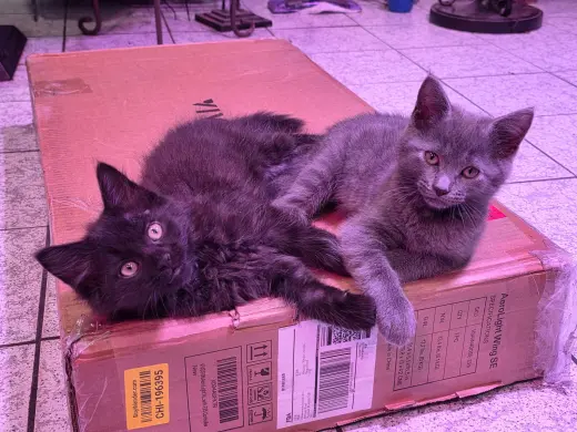 Smokey & Spooky (*bonded pair)
